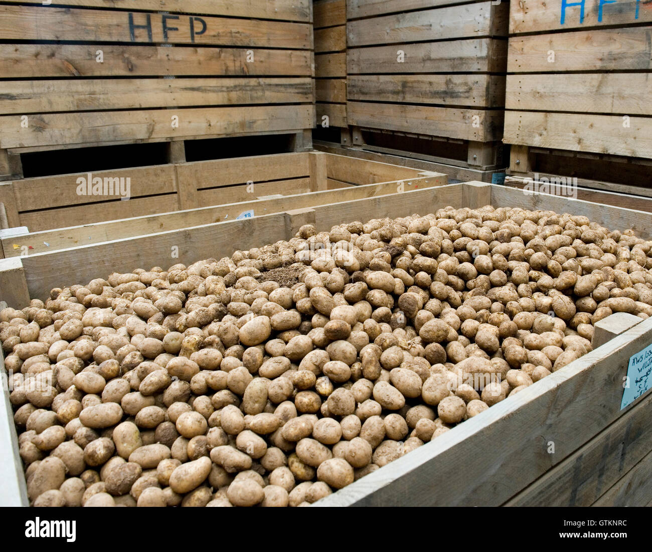 Kartoffel-Bauernhof Stockfoto