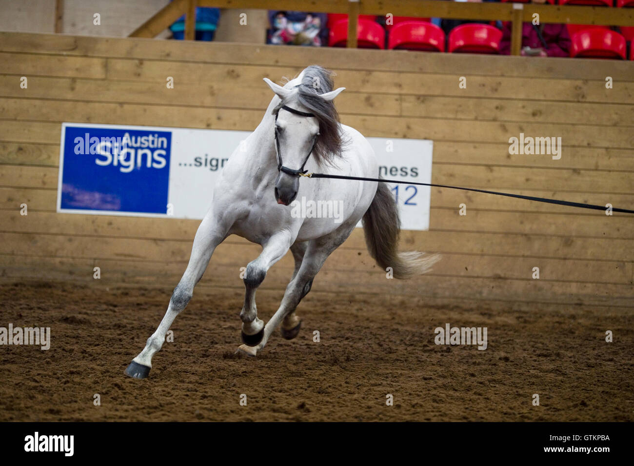 Pferd wird stürzte sich auf eine iberische Pferde-show Stockfoto