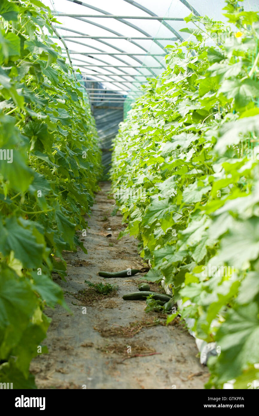 Gurken wachsen in einem Poly-tunnel Stockfoto