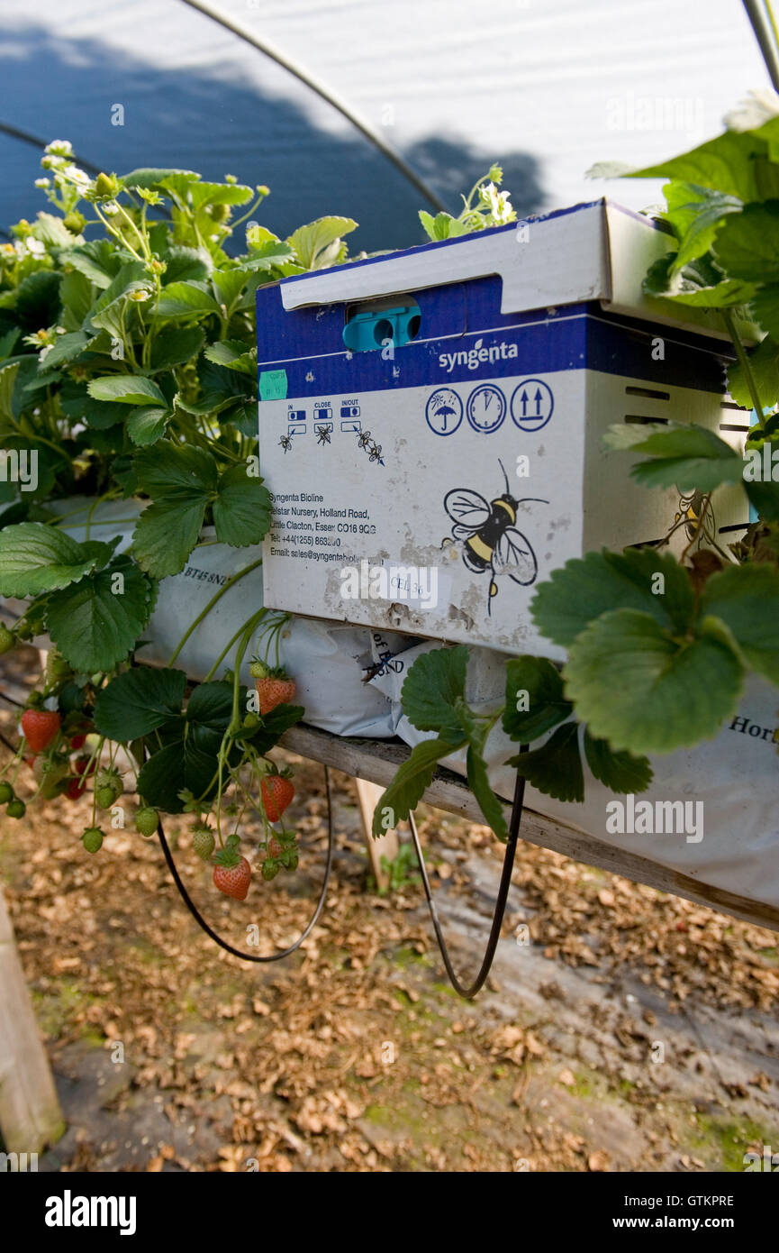 Biene Polination auf Erdbeeranbau Bauernhof Stockfoto