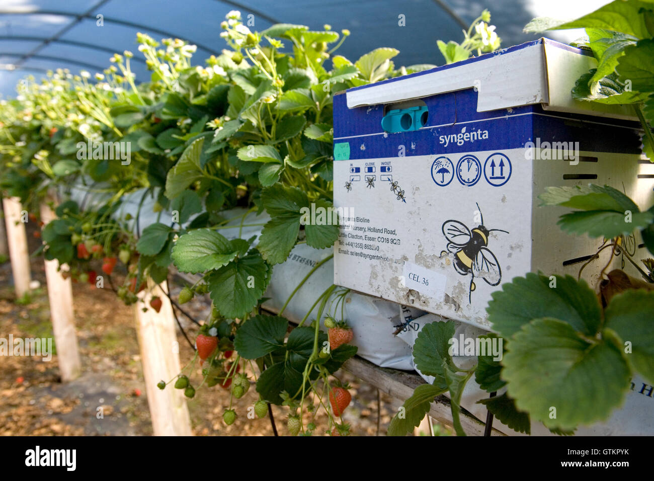Biene Polination auf Erdbeeranbau Bauernhof Stockfoto