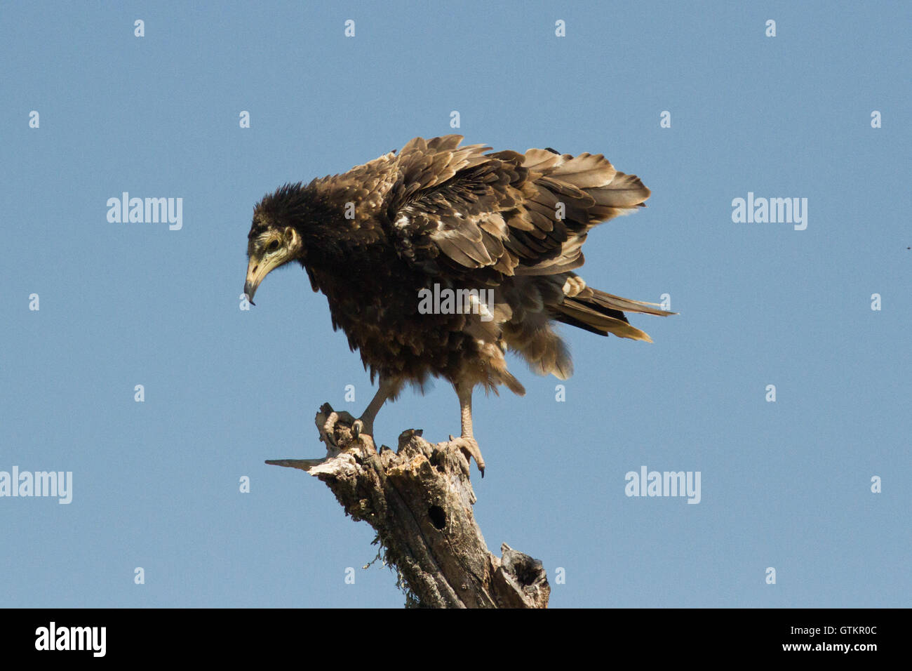 Der Schmutzgeier (Neophron Percnopterus), Juvenile, Spanien Stockfoto