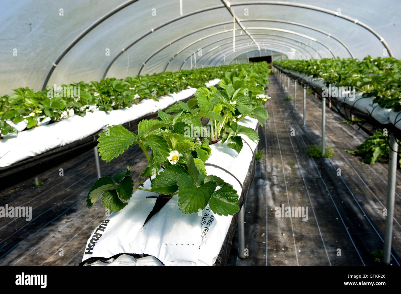 erhöhten Erdbeerpflanzen im Poly-tunnel Stockfoto