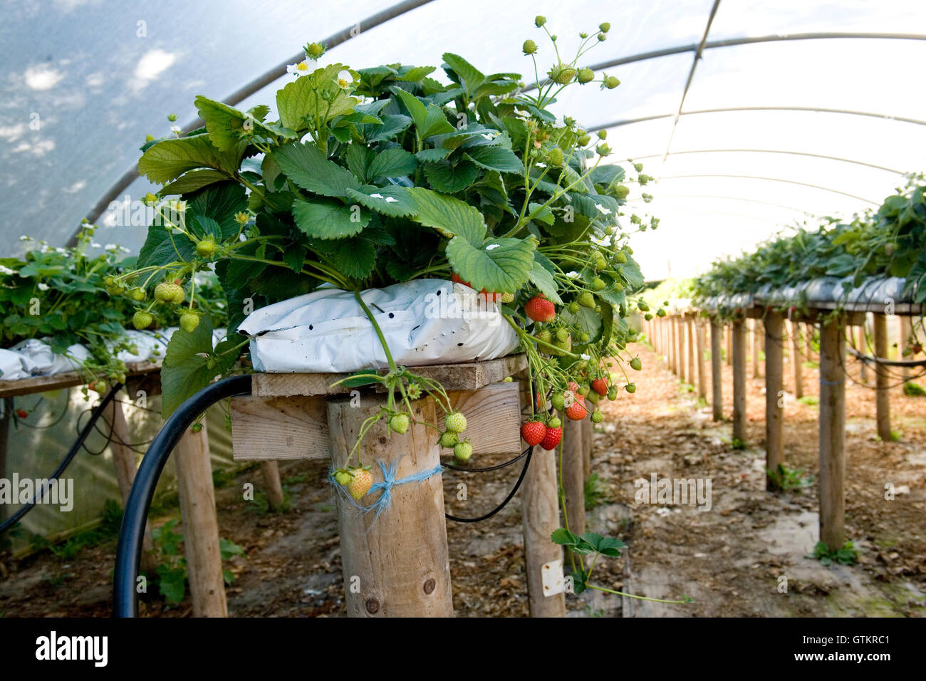 Erdbeeren, die in einem Poly-Tunnel auf einer Erdbeerfarm wachsen Stockfoto