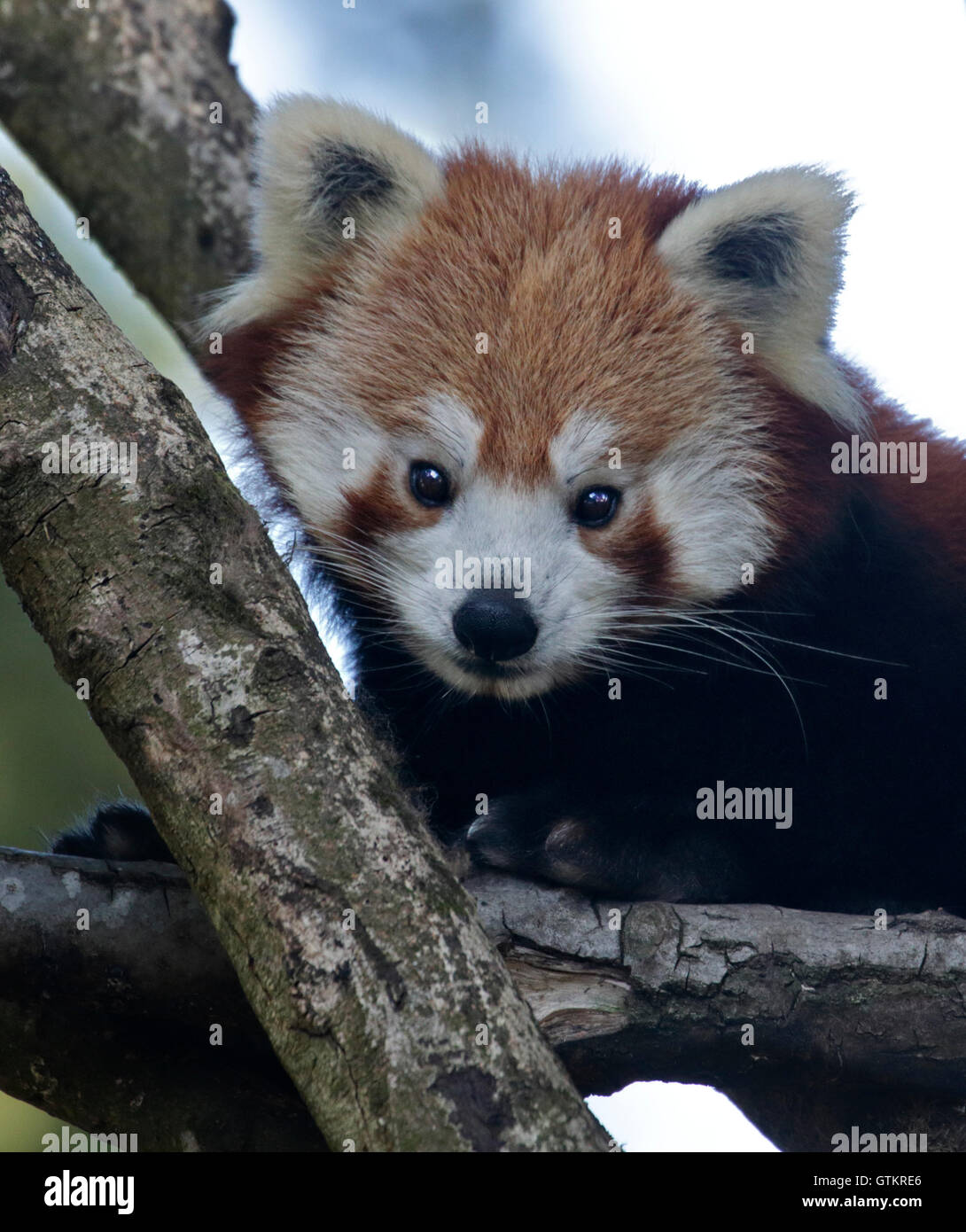 Roter Panda (Ailurus Fulgens) Stockfoto