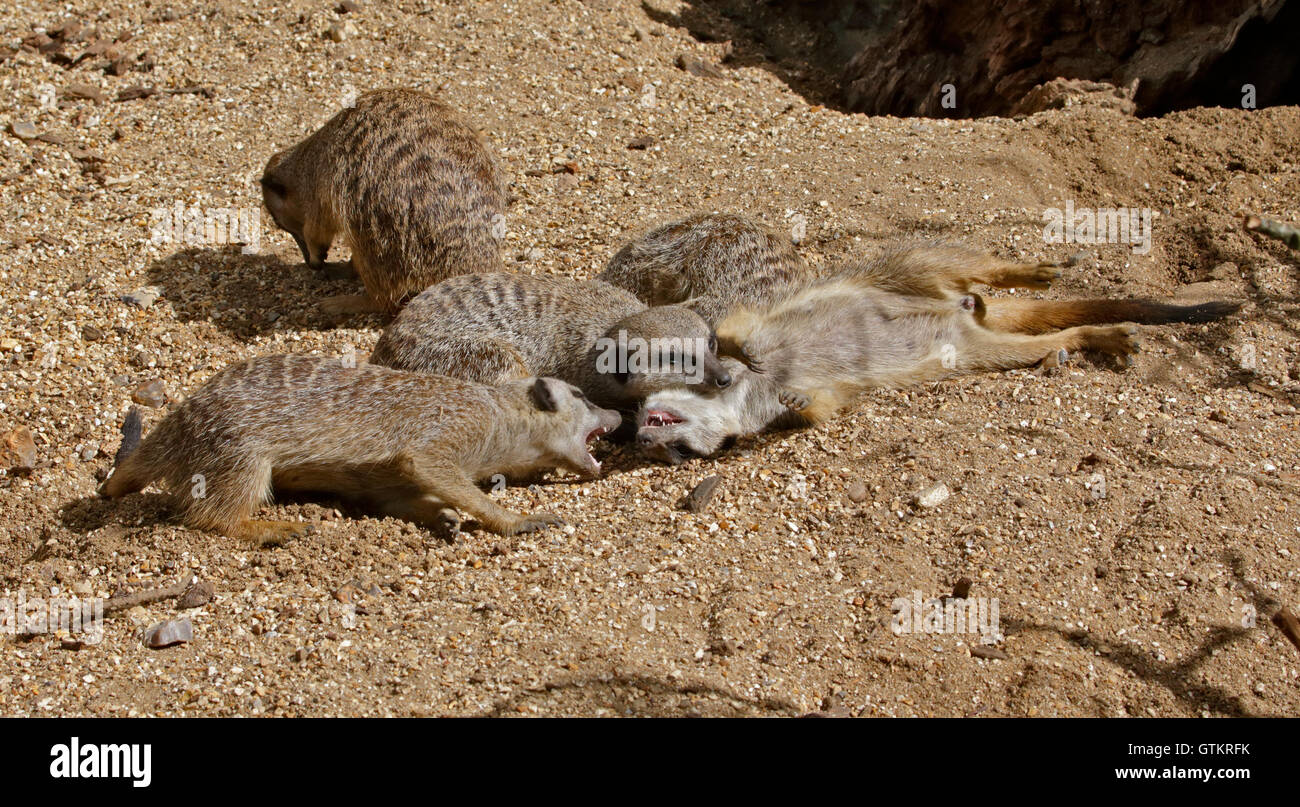 Schlanke Tailed Erdmännchen (Suricata Suricatta) spielen Stockfoto