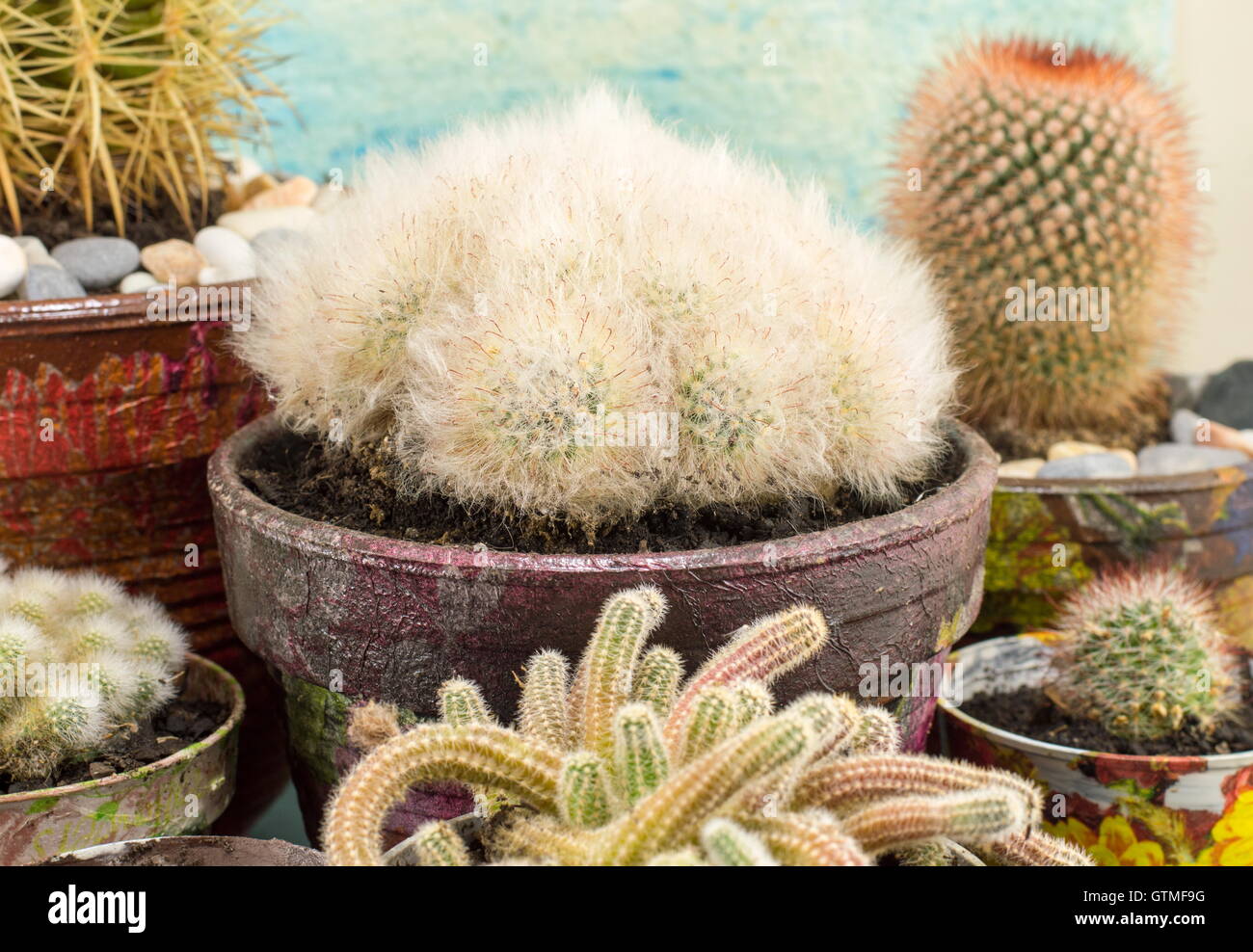 Verschiedene eingemachte Kaktus Pflanzen home made Kollektion Stockfoto
