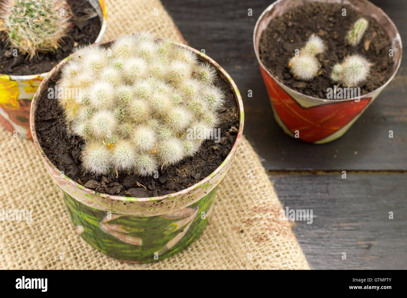 Verschiedene eingemachte Kaktus Pflanzen home made Kollektion Stockfoto