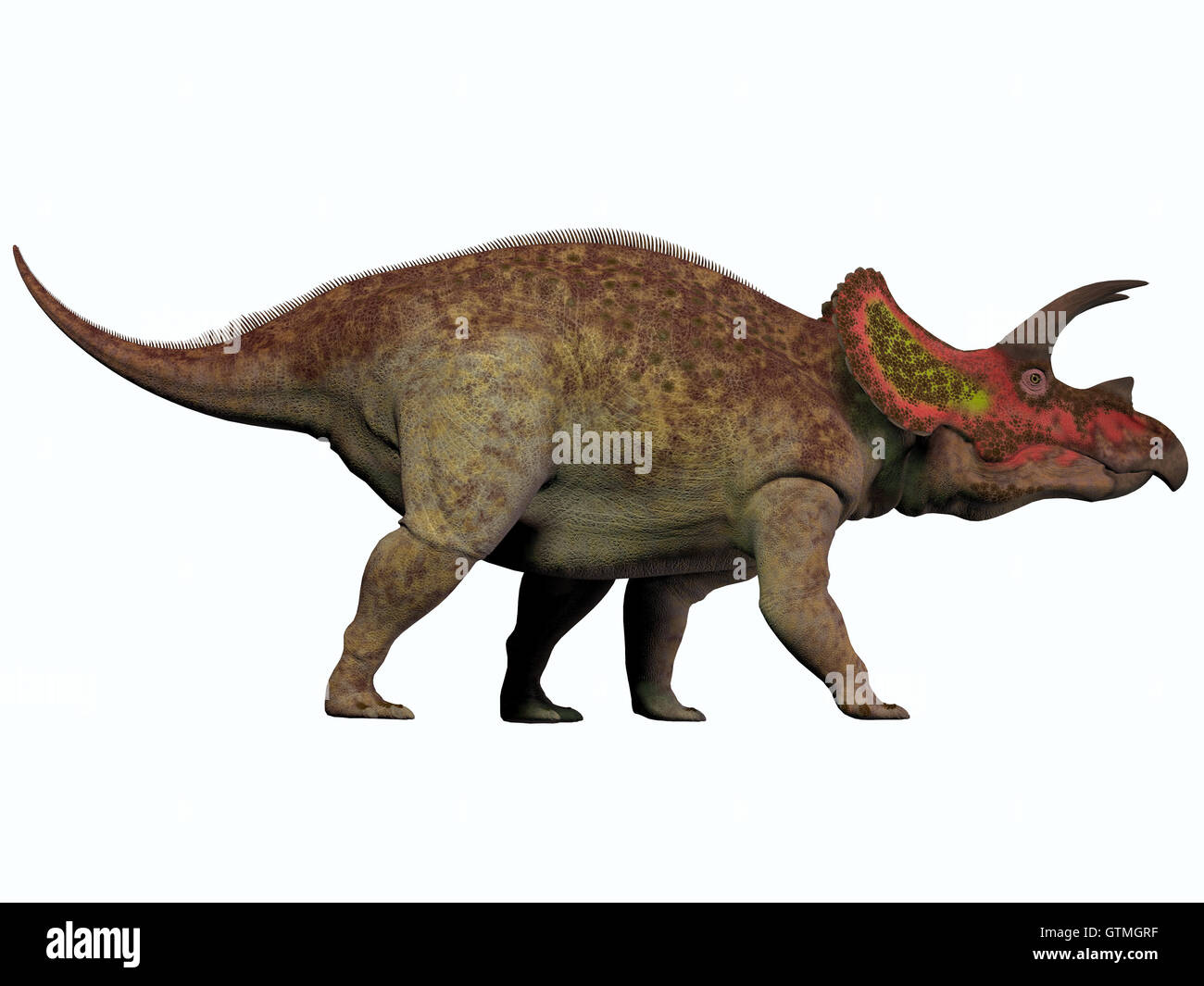 Triceratops auf weiß Stockfoto