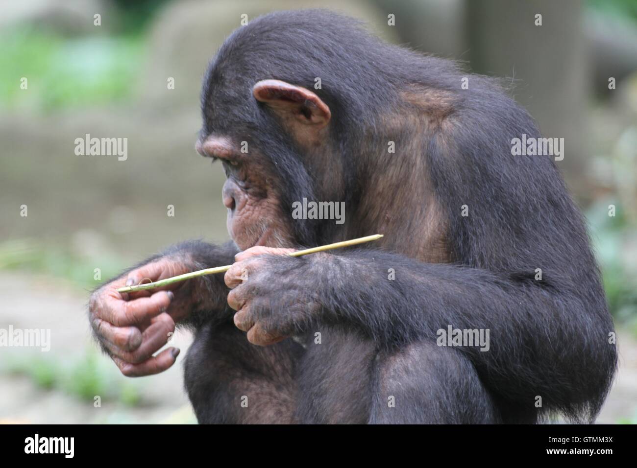 Schimpanse Stockfoto