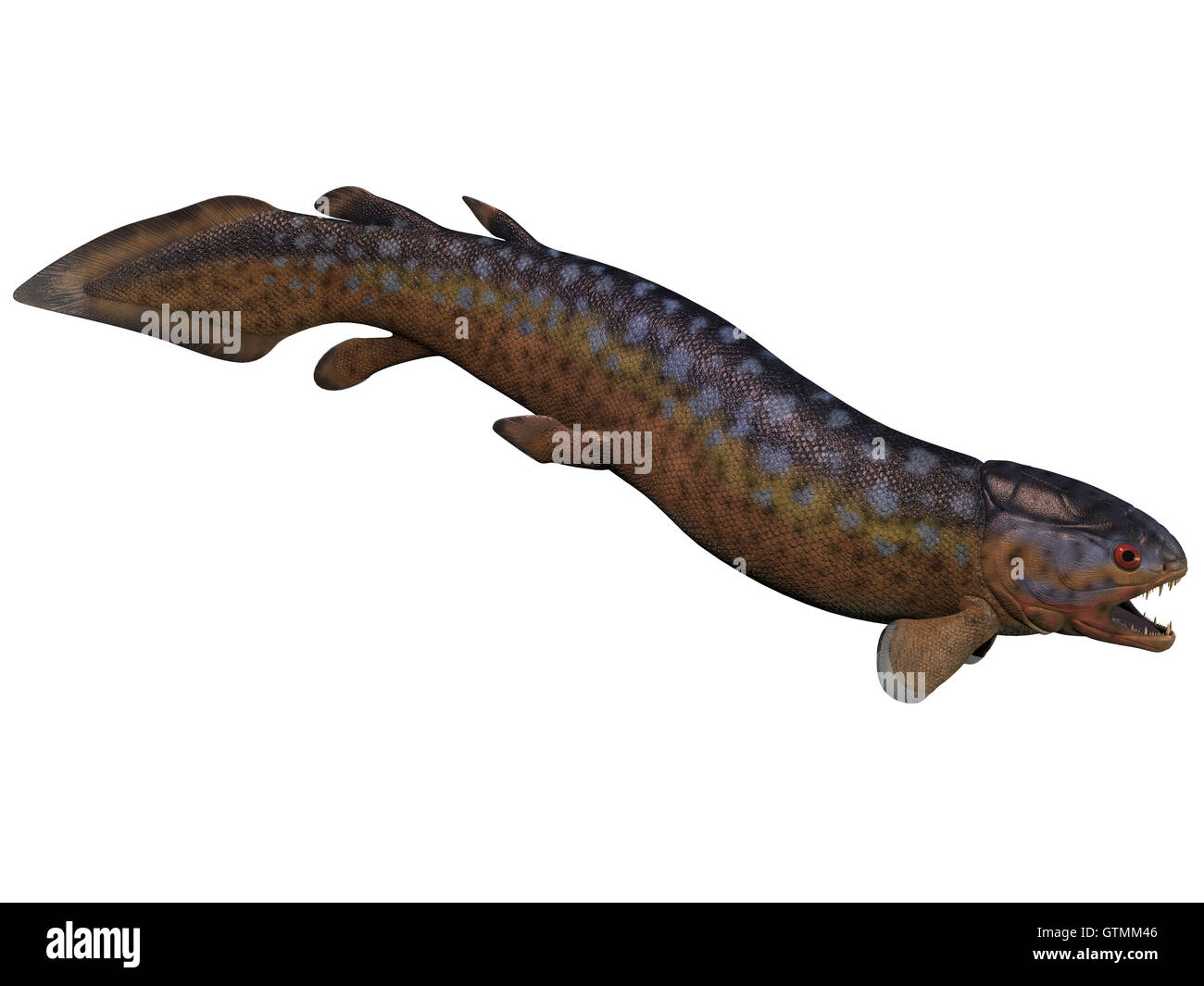 Rhizodus Fisch auf weiß Stockfoto