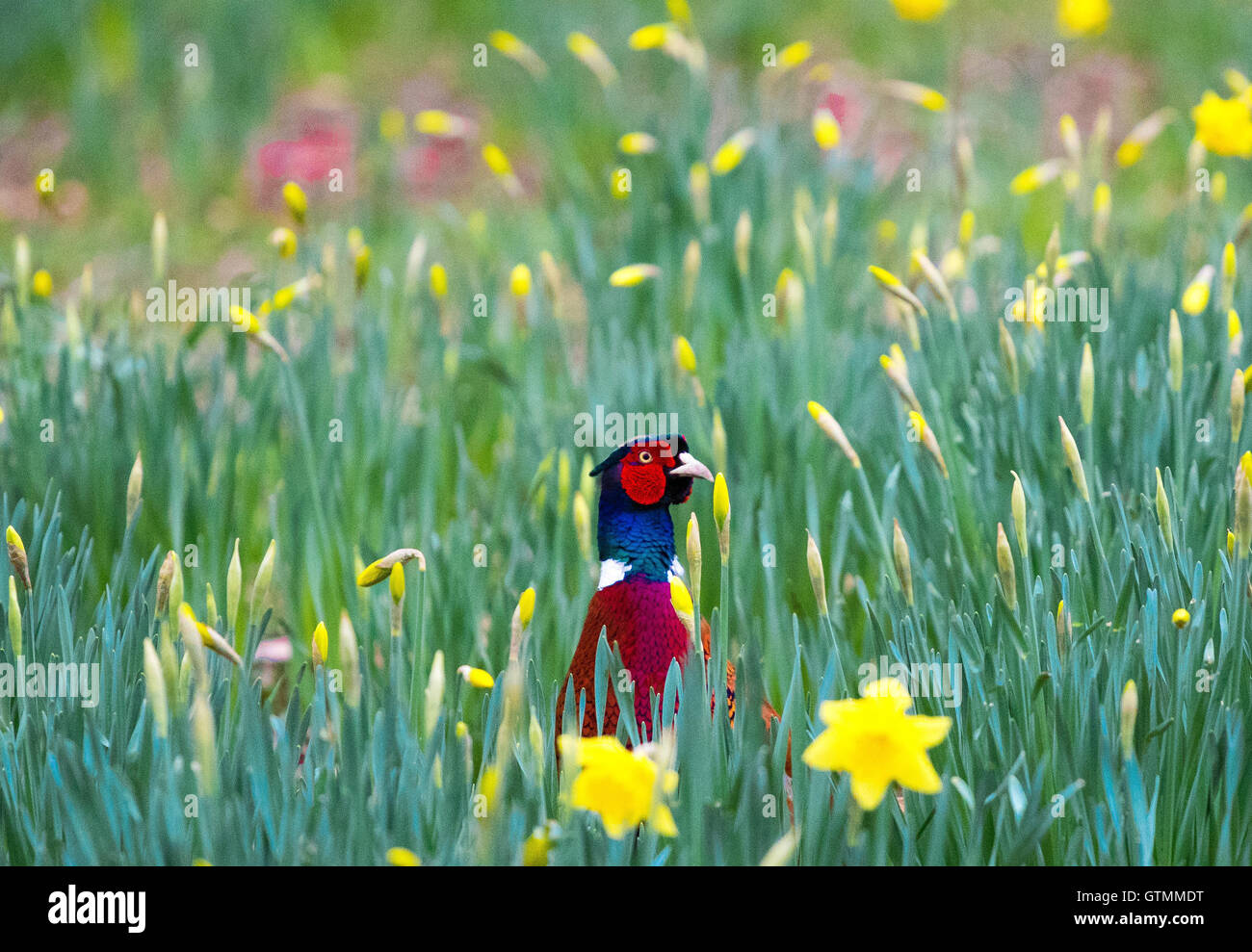 Fasan in Blumen Stockfoto