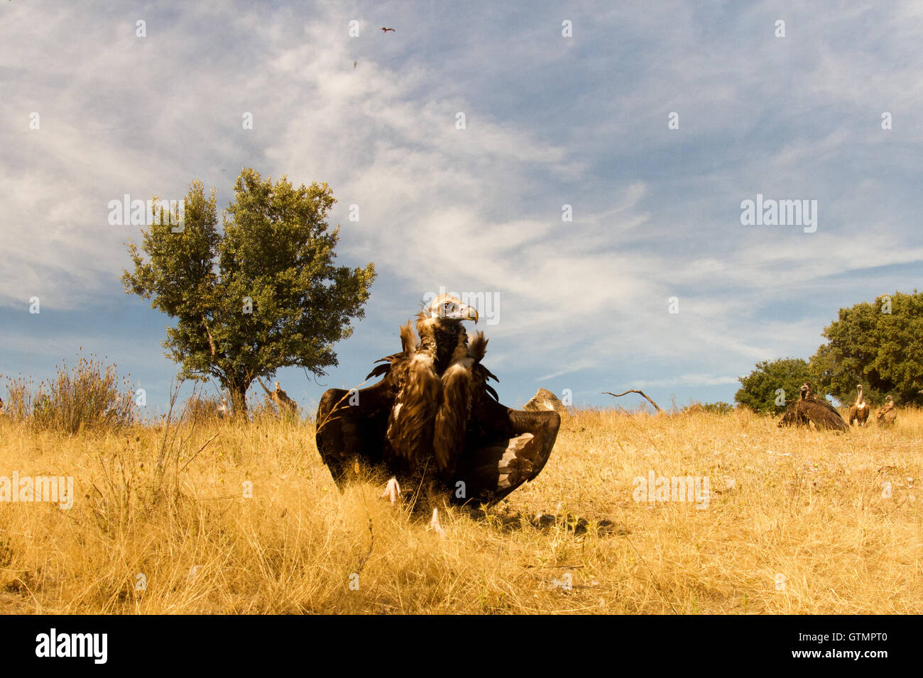 Die cinereous Vulture (Aegypius Monachus), Spanien Stockfoto