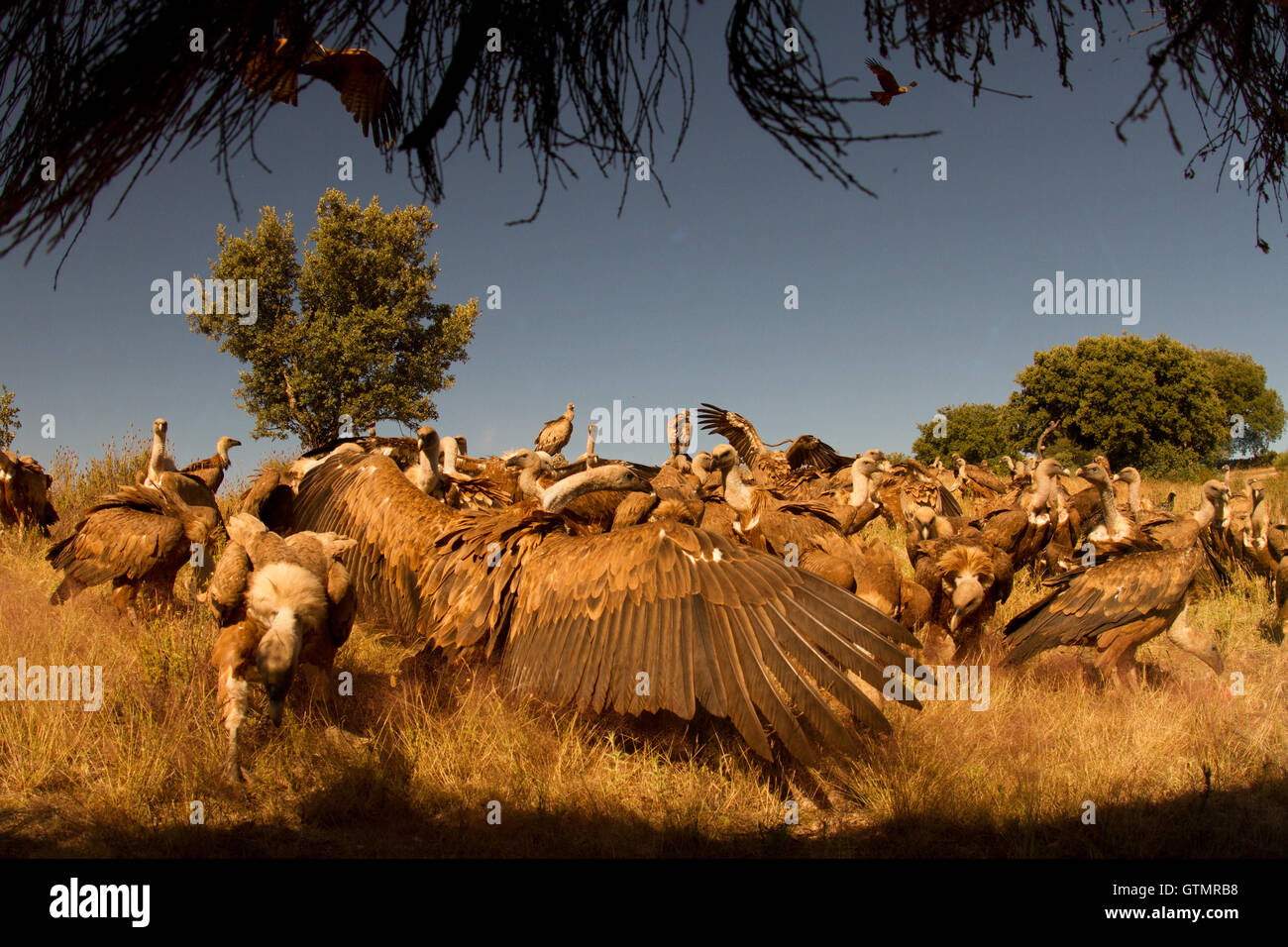 Gänsegeier (Tylose in Fulvus), Menge Einzelpersonen Fütterung auf ein Aas, Spanien. Stockfoto