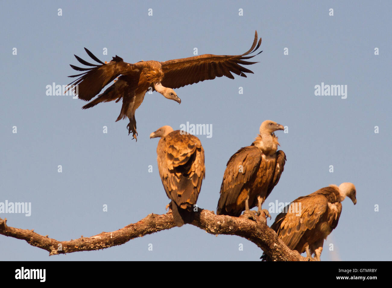 Gänsegeier (Tylose in Fulvus) ist die Landung auf Zander mit anderen Vögeln, Spanien Stockfoto