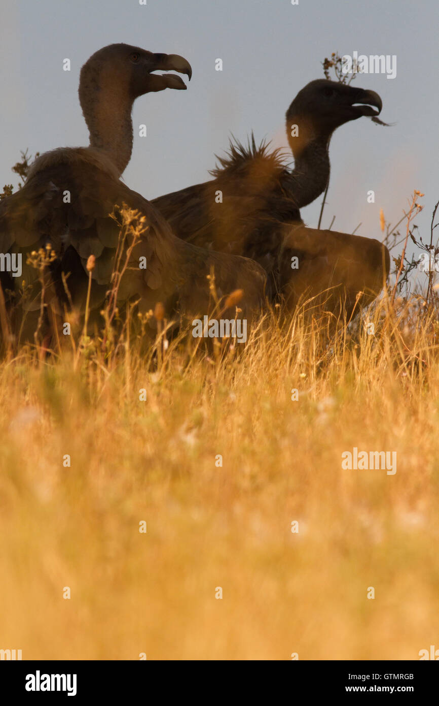 Gänsegeier (abgeschottet Fulvus), zwei Individuen Digest in den Schatten-denn das Sonnenlicht ist zu schwer, Spanien Stockfoto