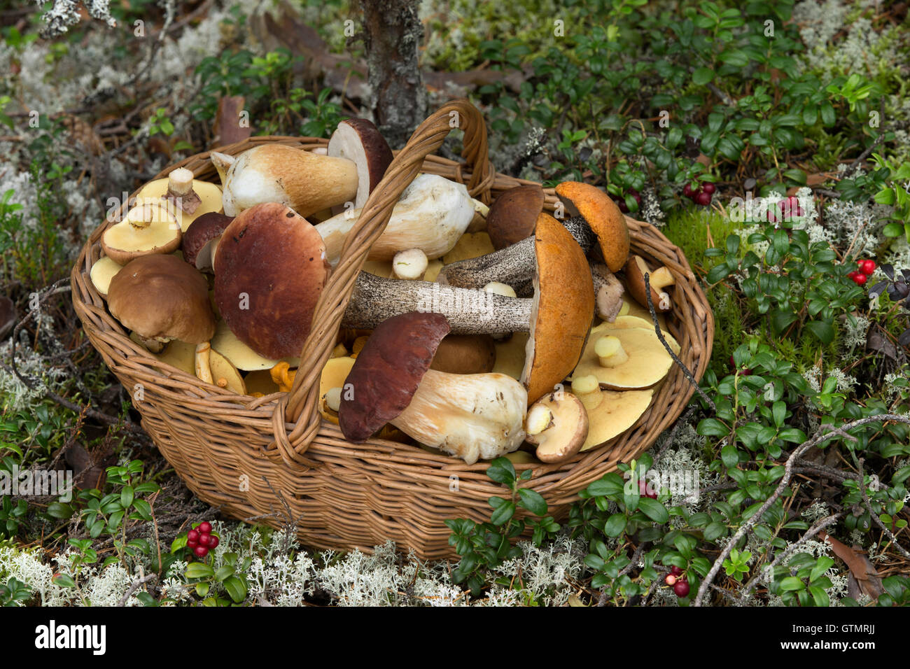 Weidenkorb voller verschiedener Arten von essbaren Pilze im Wald Stockfoto