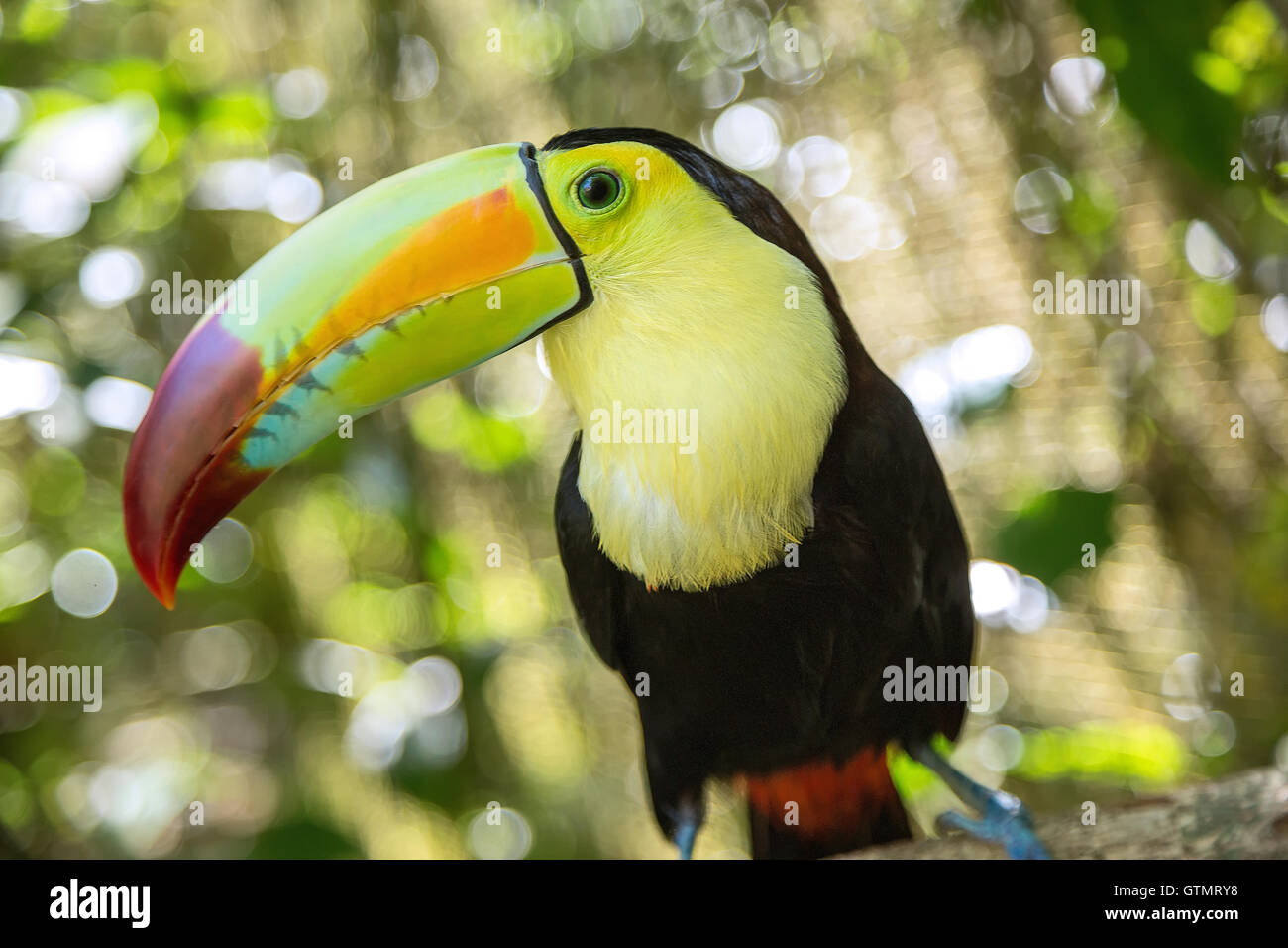 Eine Nahaufnahme von einem Kiel-billed Tukan in Belize Stockfoto