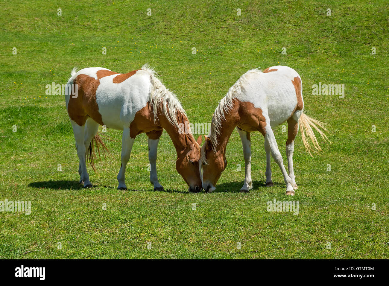 Zwei wilde Pferde weiden auf einer Palette, Bombay Hills, Südinsel, Neuseeland Stockfoto