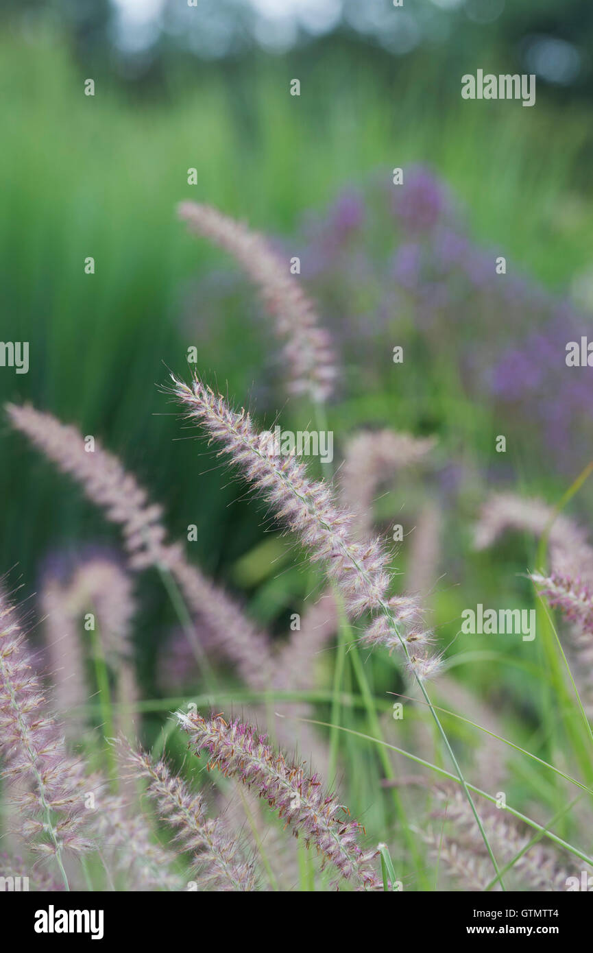 Pennisetum orientale 'Karley Rose' orientalischen Brunnen Gras in einem Garten. Stockfoto