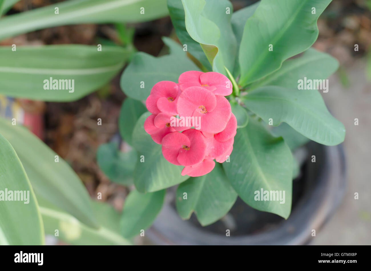 schöne Euphorbia Milli Desmoul Stockfoto