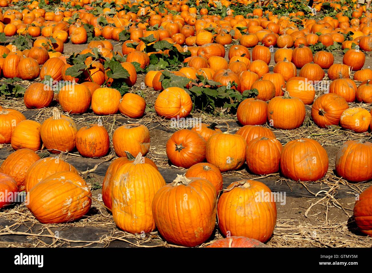 Kürbisfeld im Herbst vor Halloween. Stockfoto