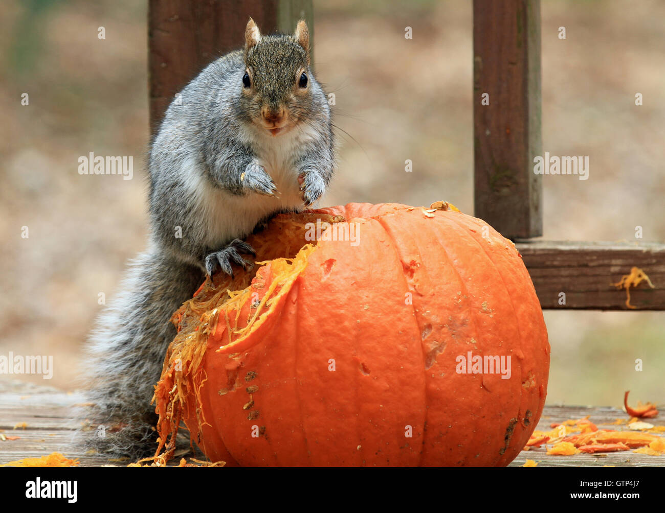 Östliche graue Eichhörnchen (Sciurus Carolinensis) sitzen oben auf einem Kürbis und mit den Pfoten um zu graben für Samen Stockfoto