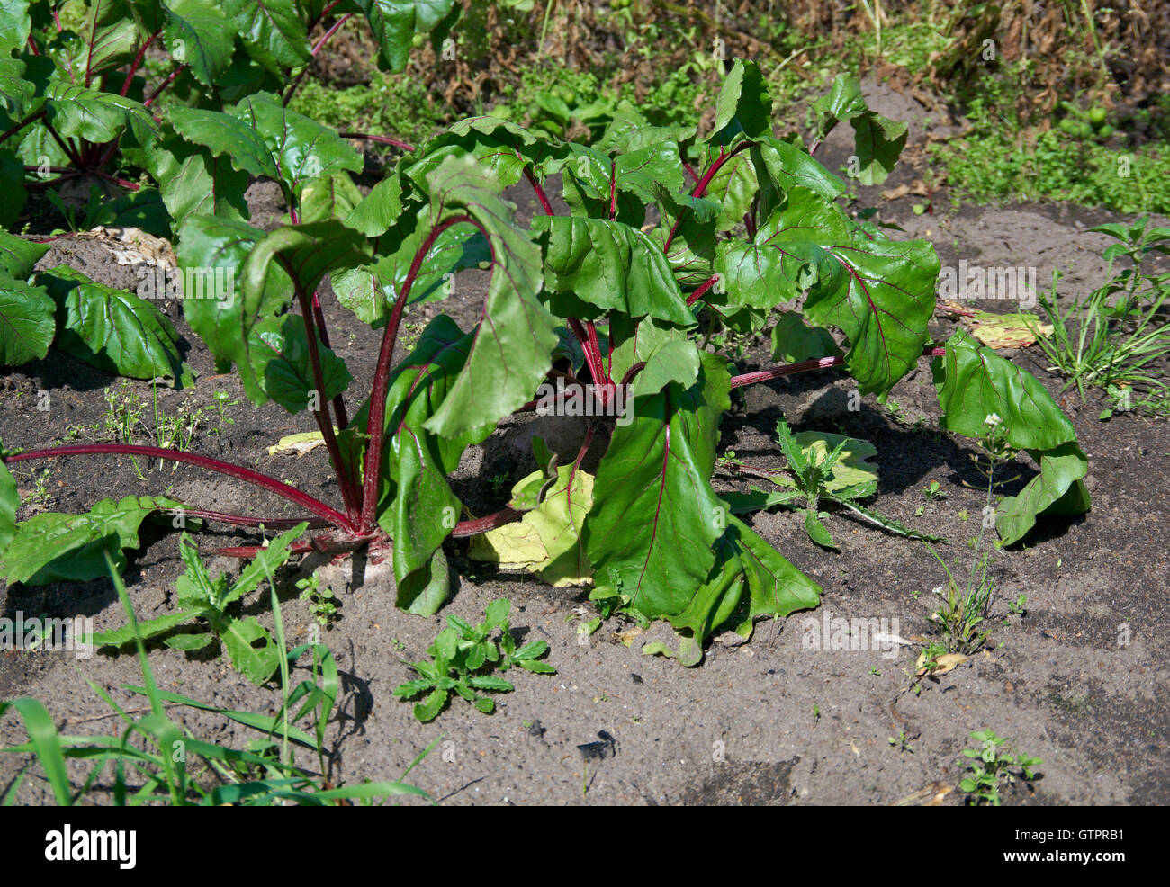 wachsende rote Beete auf Gemüse-Bett Stockfoto