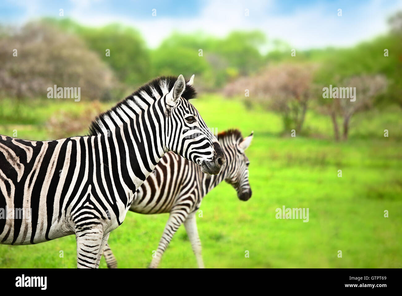 Zebras von Afrika, wilde Tiere Porträt, Safari Pirschfahrt, Öko-Reisen und Tourismus, Krüger-Nationalpark, Sabi Sand reserve Stockfoto