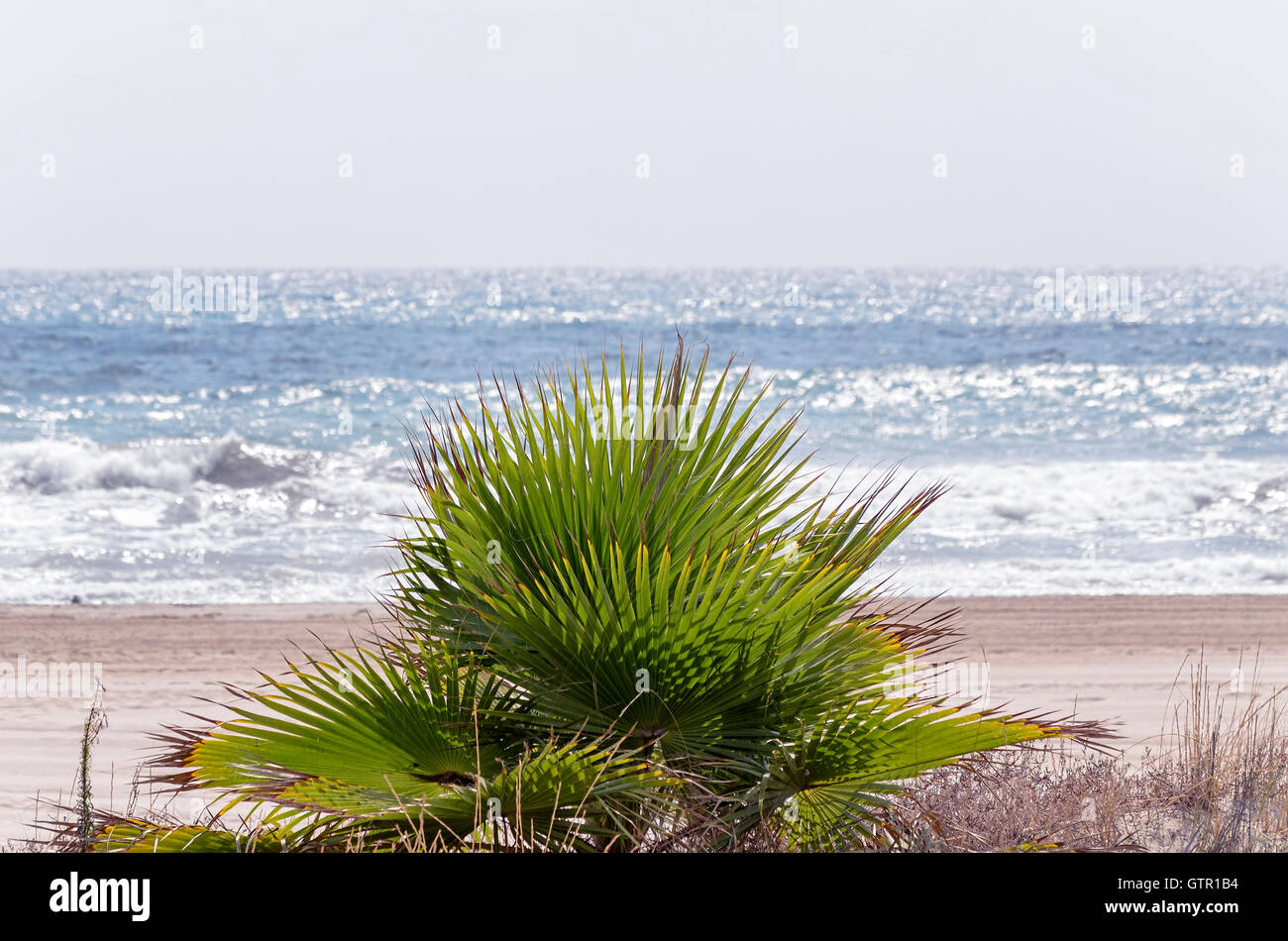 Morgen am wilden Strand, in der Sommersaison. Im Vordergrund eine kleine Palme. Natürliche Szene für Entspannung. Sanften Farben. Stockfoto