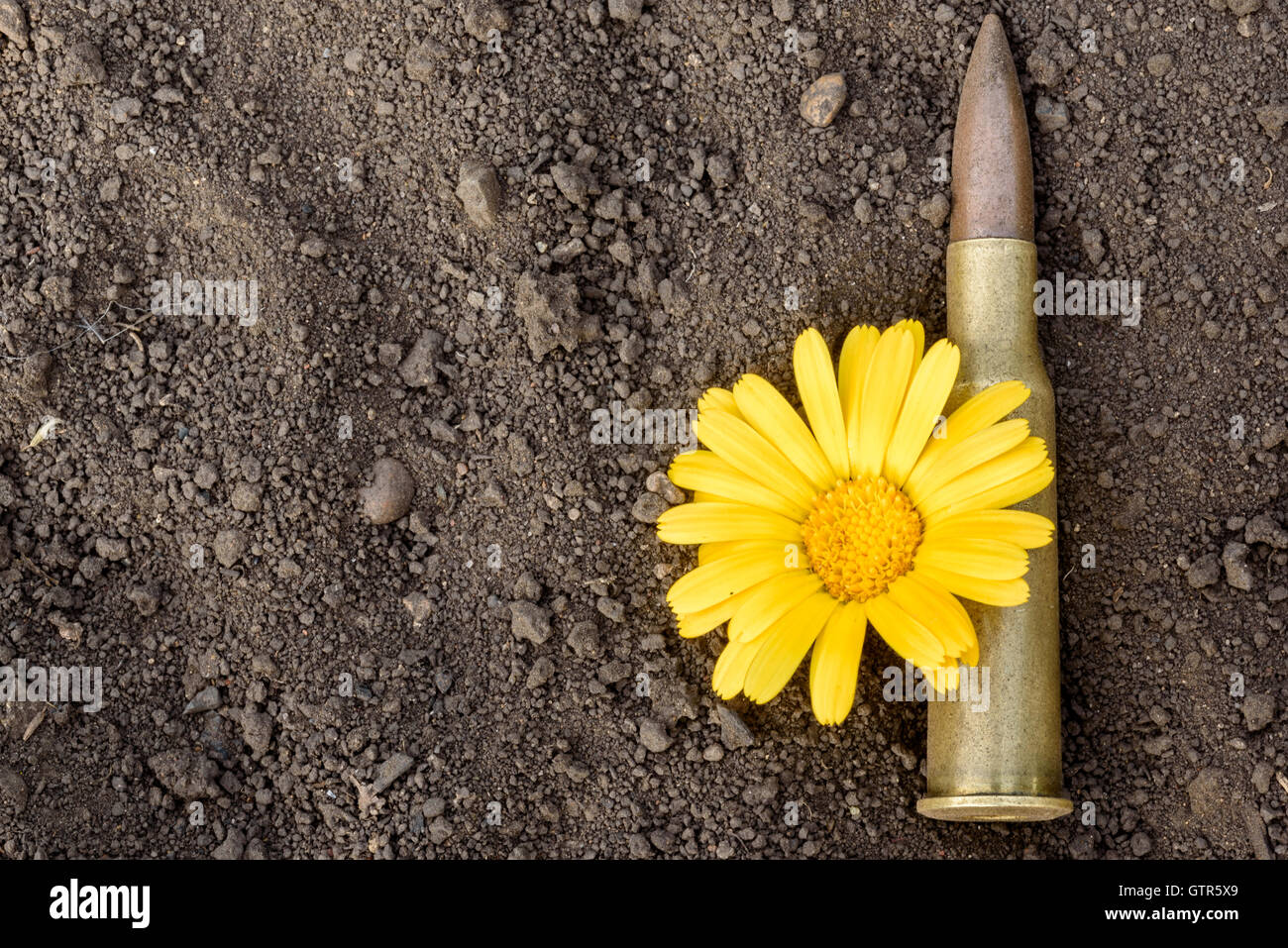 7,62-mm-Kugel und Munition Schale mit einer gelben Blume des Friedens ruht auf einem staubigen schmutzigen Hintergrund. Kopie-Space-Bereich für design Stockfoto