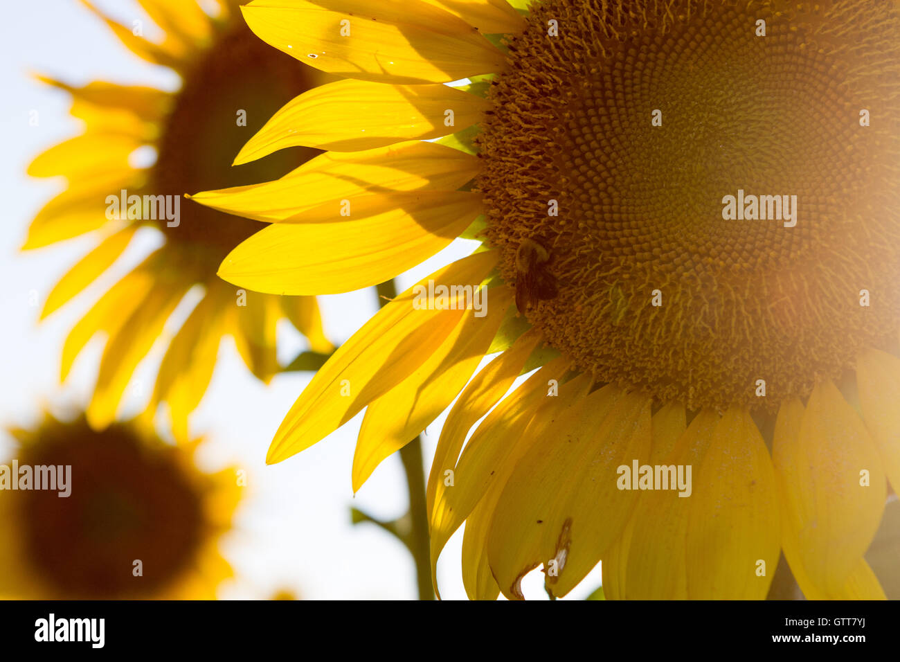 Hummel auf Sonnenblume hautnah Stockfoto