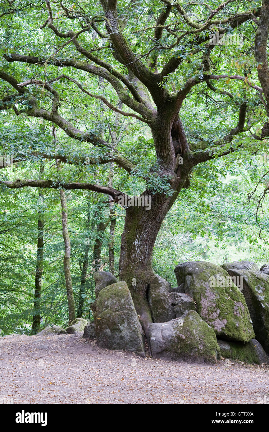 Quercus. Junge Eiche Baum im Wald. Stockfoto