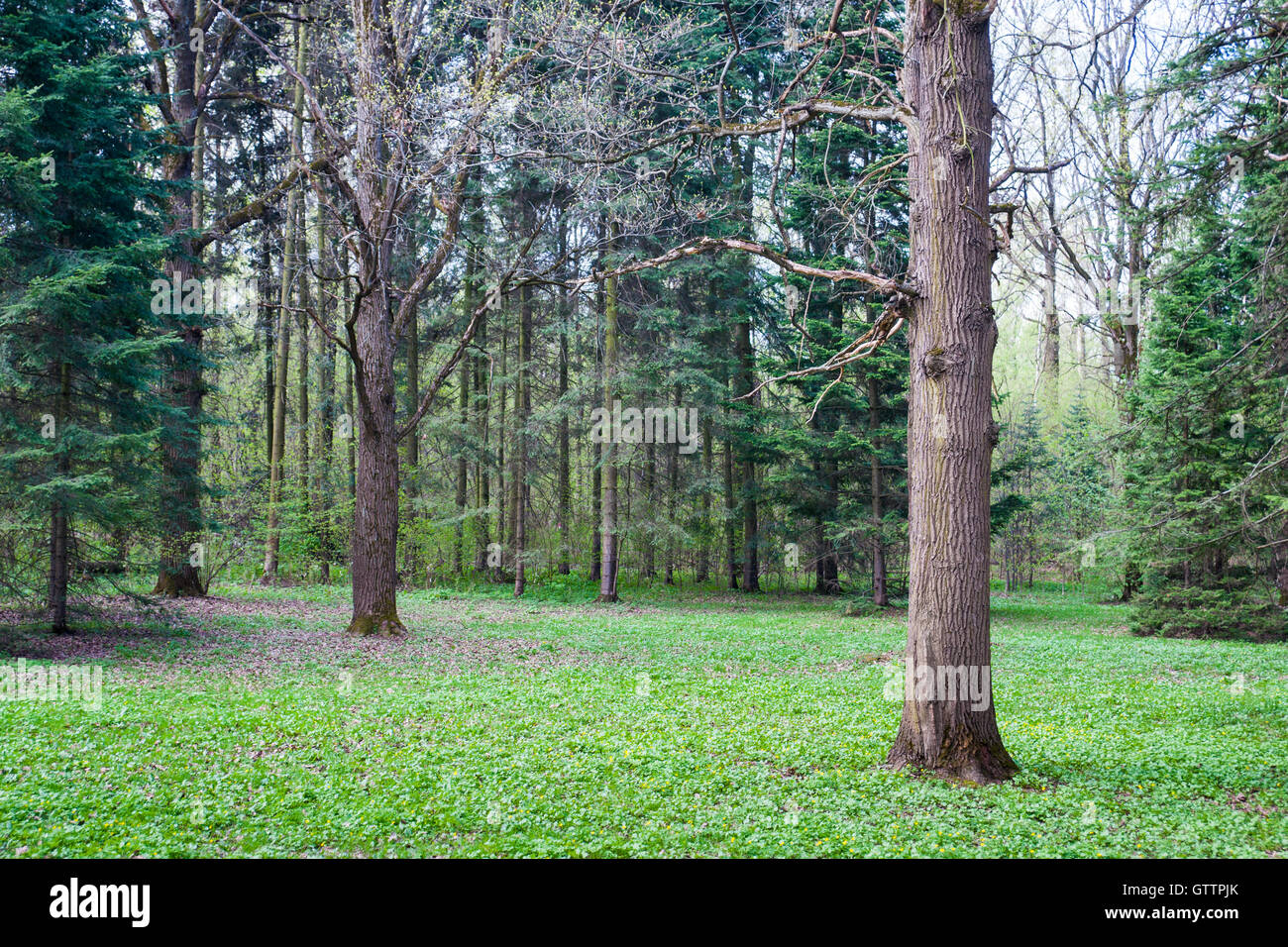 Vorfrühling in Laub- und Nadelwäldern Waldbäume. Ersten Gras- und Turgent Knospen. Niemand um ihn herum. Stockfoto