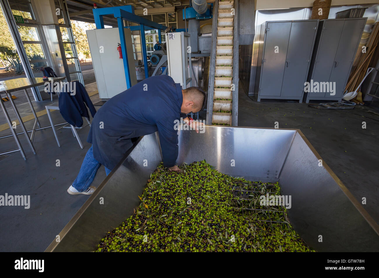 Geernteten Oliven, Oliven, die darauf warten, werden gefräst, runden Teich Estate Olive Mill, Rutherford, Napa Valley, Kalifornien Stockfoto