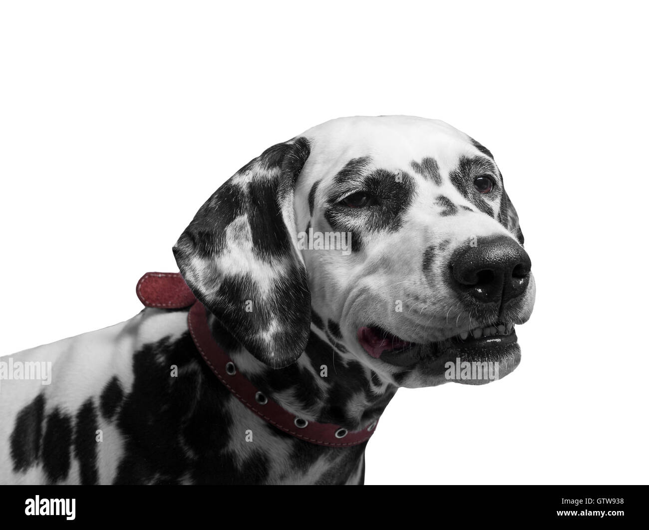Porträt einer schwarz-weiß gefleckten Dalmatiner Hund Rasse im roten Halsband lächelnde und lachende Lippen dehnen - isoliert auf w Stockfoto