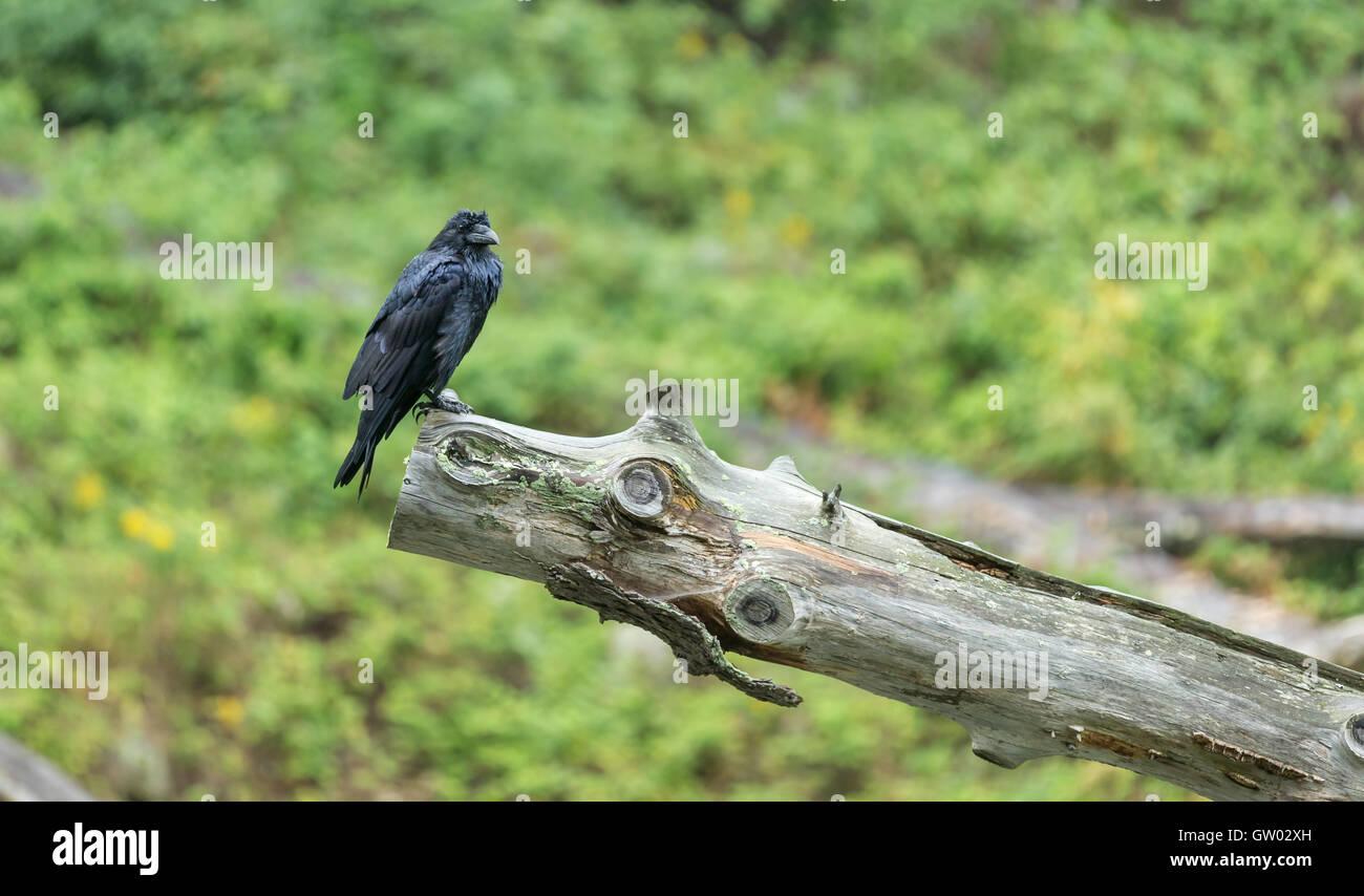 Eine große schwarze Krähe auf einem toten Baumstamm inmitten der Natur Stockfoto