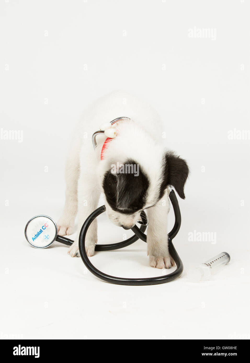Eine süße Mops Welpen schlafen auf weißem Hintergrund Stockfoto