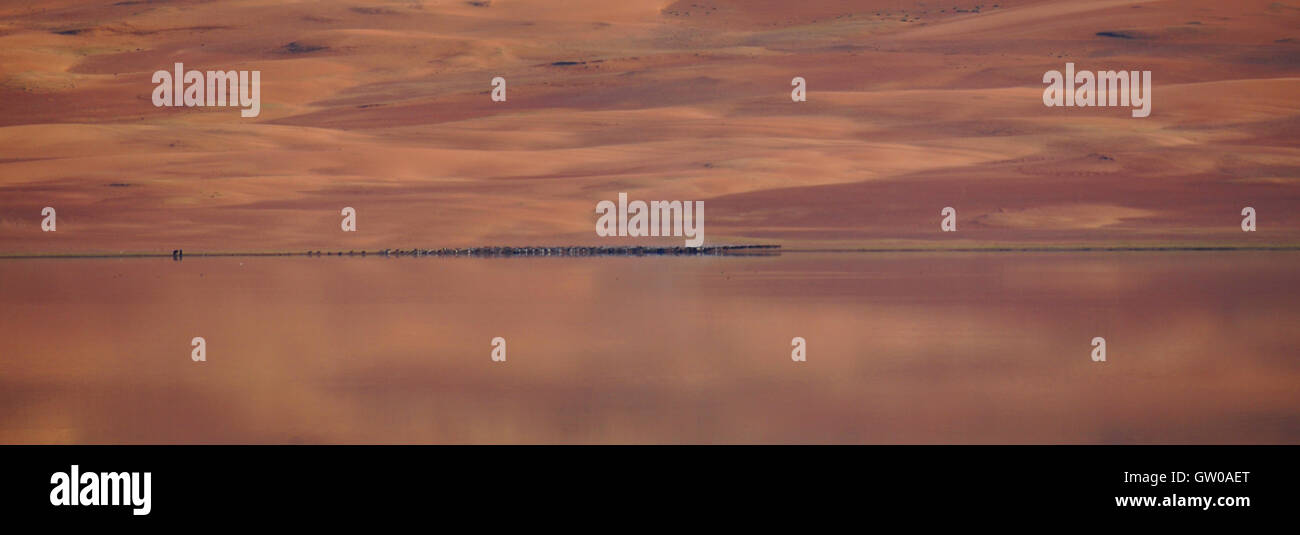 Reflektierende Sanddünen mit Tieren in der Ferne, Khar See (Nuur), westliche Mongolei Stockfoto