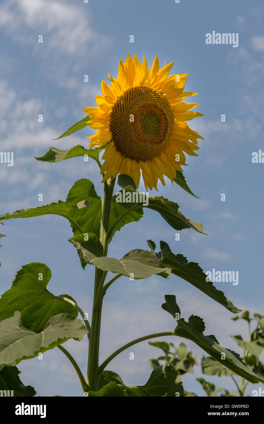 Sonnenblumen vor blauem Himmel Stockfoto