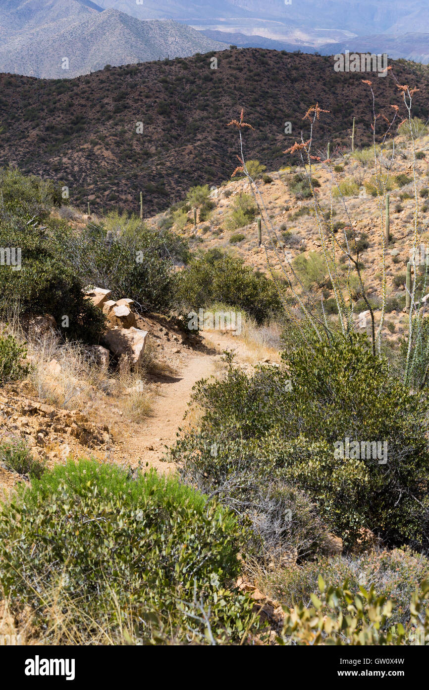 Die Arizona-Trail absteigend von der Grossschanze durch Vegetation der Sonora-Wüste in den Tortilla-Bergen des südlichen Arizona. Stockfoto