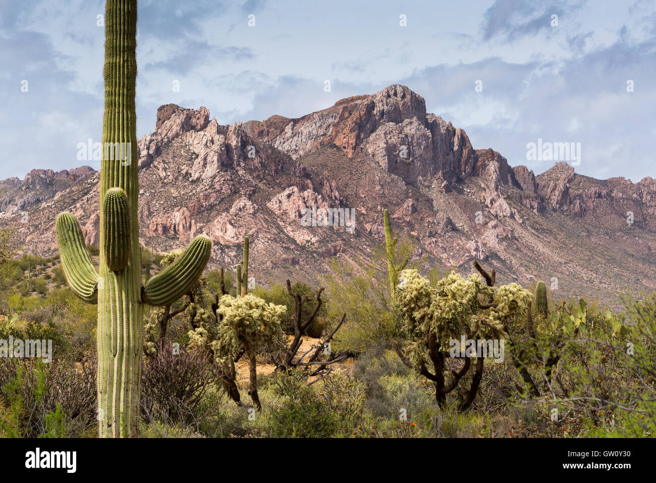 Einen schroffen und felsigen Berg erhebt sich aus dem Wüstenboden oben Saguaro Kaktus. Gila River Canyons, Arizona Stockfoto