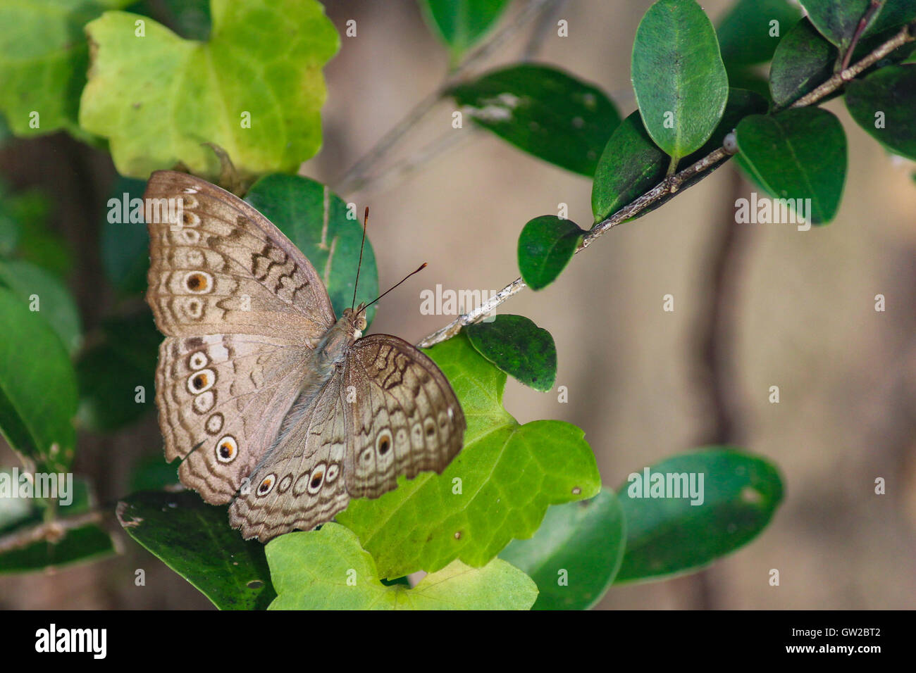 Grey Stiefmütterchen Schmetterling Iunonia Atlites offenen Flügel Grün, South Asian Butterfly Stockfoto