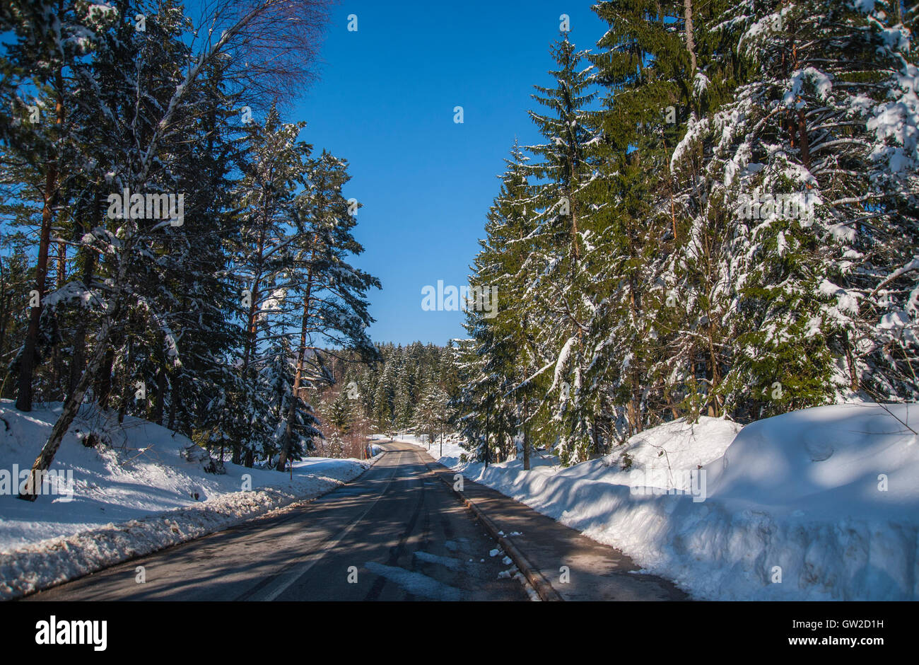 Winterwald Stockfoto