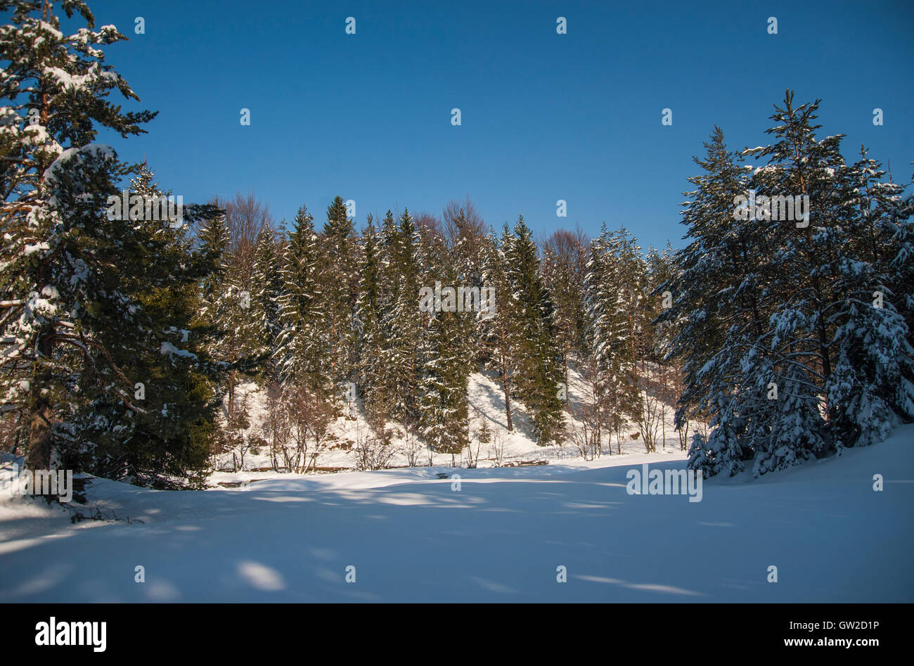Winterwald Stockfoto