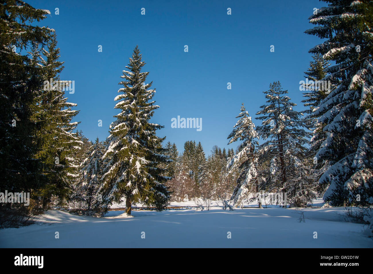 Winterwald Stockfoto
