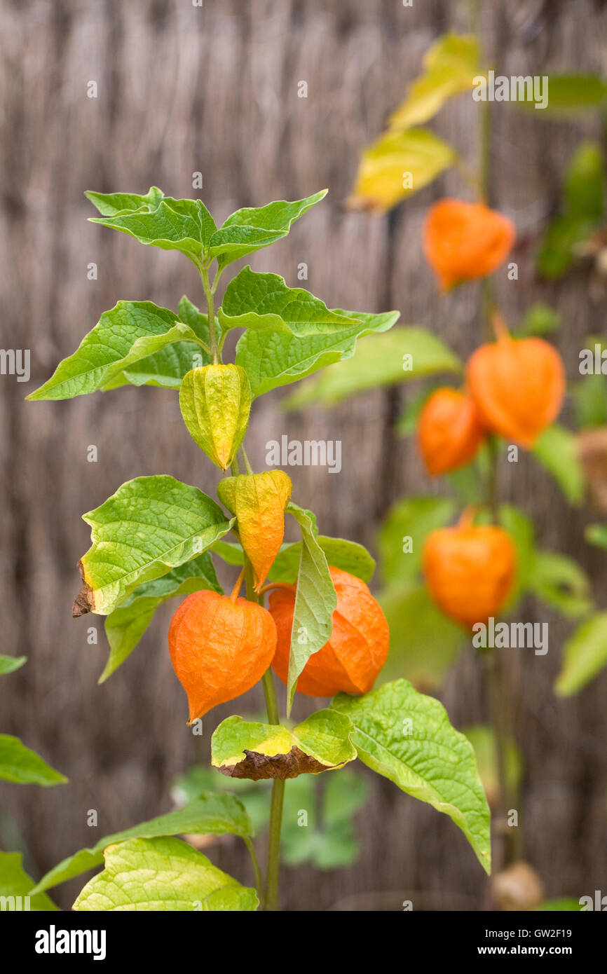 Physalis Alkekengi Frucht Mit Der Orange Schale Im Garten Wachst