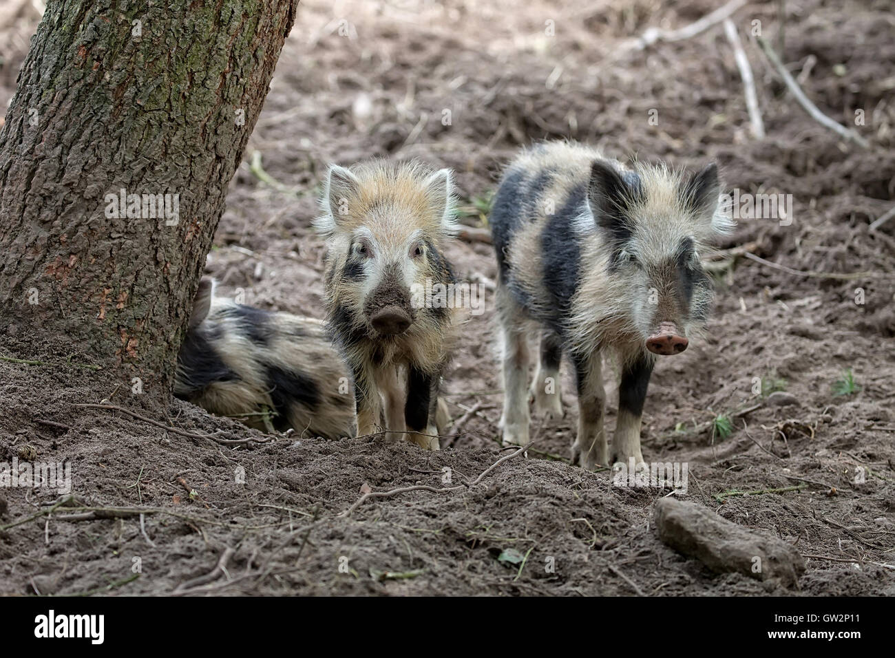 Junge Wildschweine im Wald in der Wildnis Stockfoto
