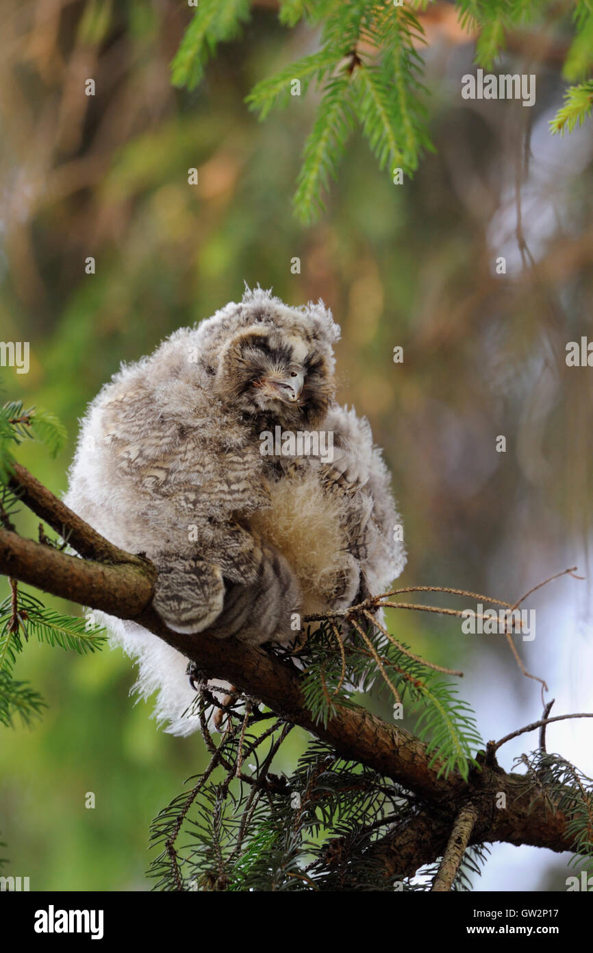 Langhaareize / Waldohreule ( Asio otus ), Jungvögel, in einer Nadelbaumkugel, Federn putzen, lustiger Kerl, Wildtiere, Europa. Stockfoto