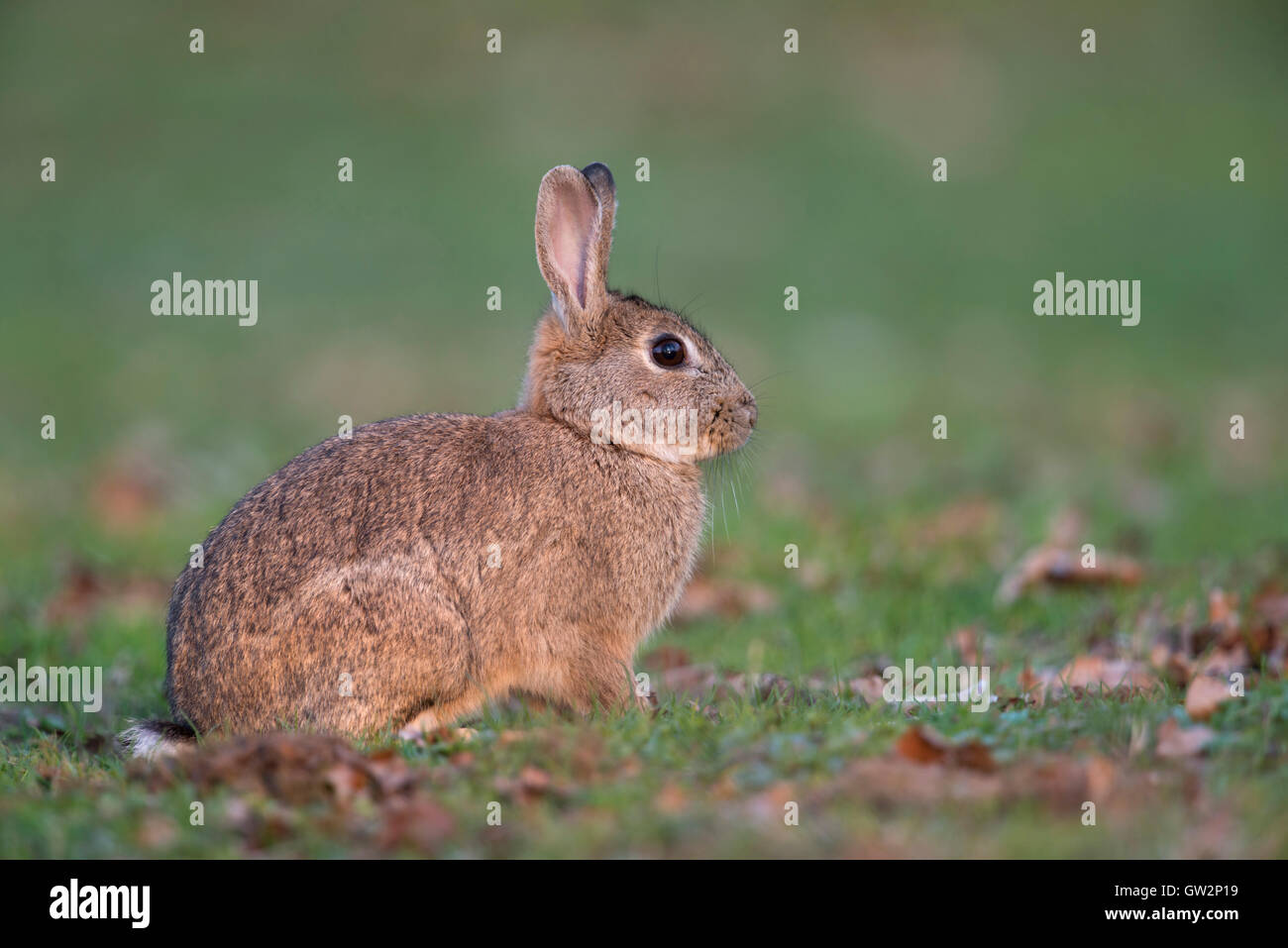 Europäisches Kaninchen / Wildkaninchen ( Oryctolagus cuniculus), erwachsen, sitzend auf kurzem Gras in typischer Umgebung eines Hinterhofs, Wildtiere, Europa. Stockfoto